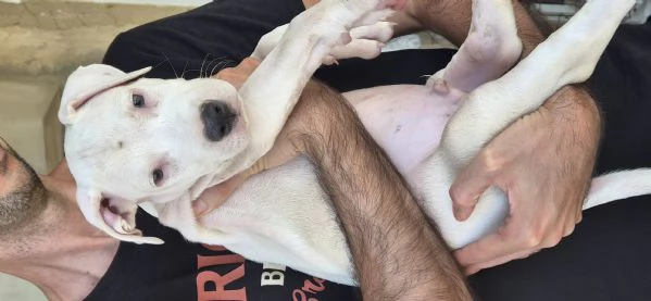 Cucciolo simil dogo. 2 mesi | Foto 0