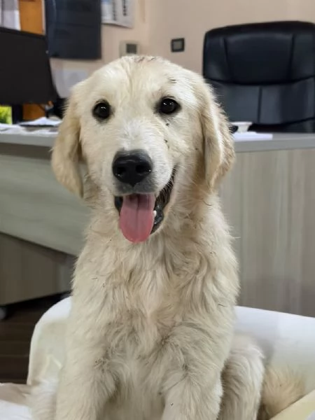 Cucciola meravigliosa simil golden | Foto 3