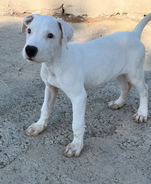 Cucciolo simil dogo! 2 mesi | Foto 3