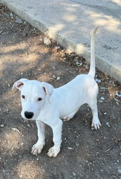 Cucciolo simil dogo! 2 mesi | Foto 2