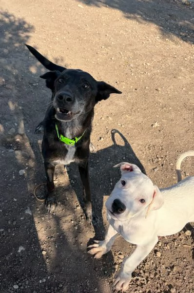 Cucciolo simil dogo! 2 mesi | Foto 1