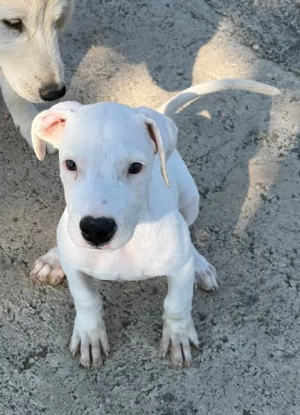 Cucciolo simil dogo! 2 mesi