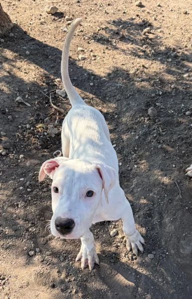 Cucciolo simil dogo! 2 mesi | Foto 0