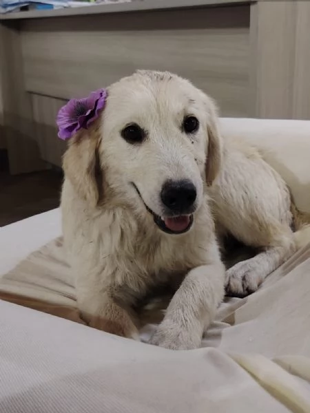 7 mesi: mini golden retriever 