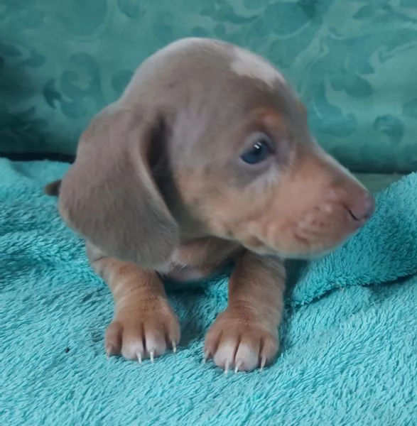 Bassottina arlecchino isabella  | Foto 1