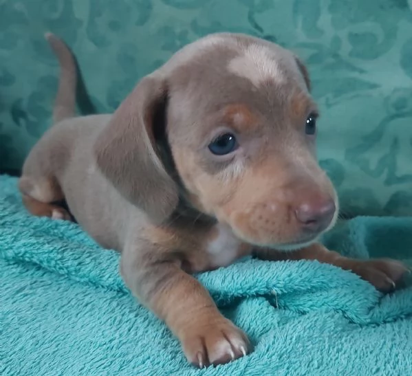 Bassottina arlecchino isabella  | Foto 0