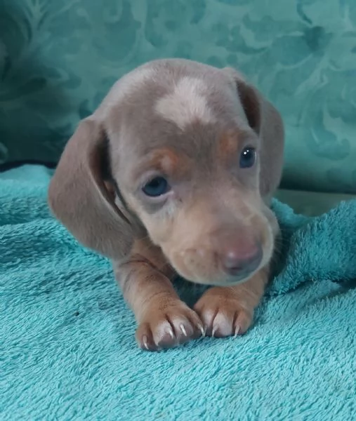 Bassottina arlecchino isabella 