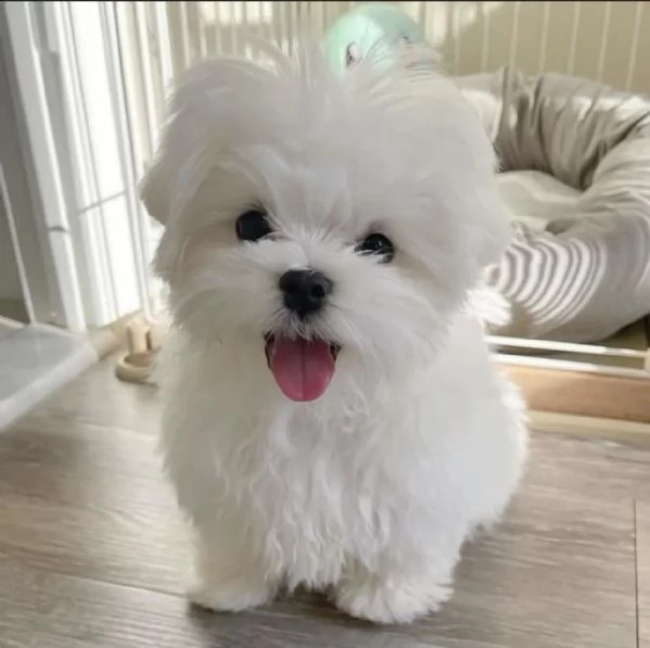 adorabili cuccioli maltesi eccezionali pronti per l'adozione maschi e femmine adorabili e eccezional