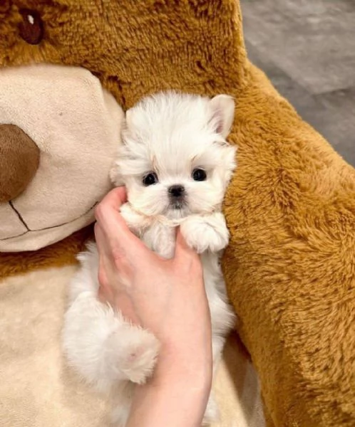 maltese bianco puro pronto per una nuova casa con urgenza abbiamo due cani (un maschio e una femmina | Foto 1