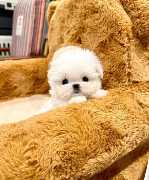 maltese bianco puro pronto per una nuova casa con urgenza abbiamo due cani (un maschio e una femmina | Foto 0