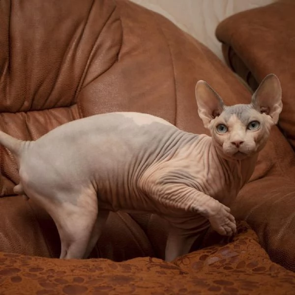 affettuosi gatto sfinge