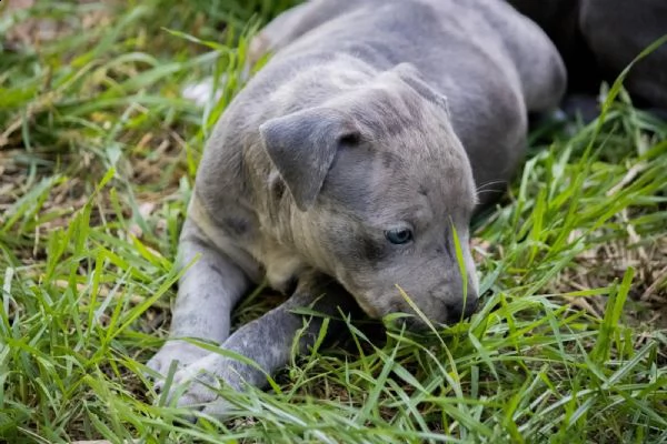 pitbull terrier americano cuccioli | Foto 1