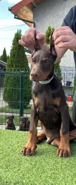 doberman cuccioli | Foto 6