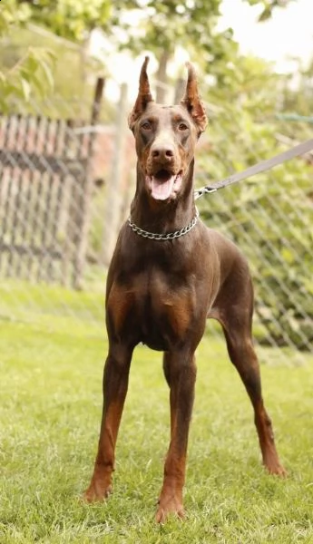doberman cuccioli | Foto 5