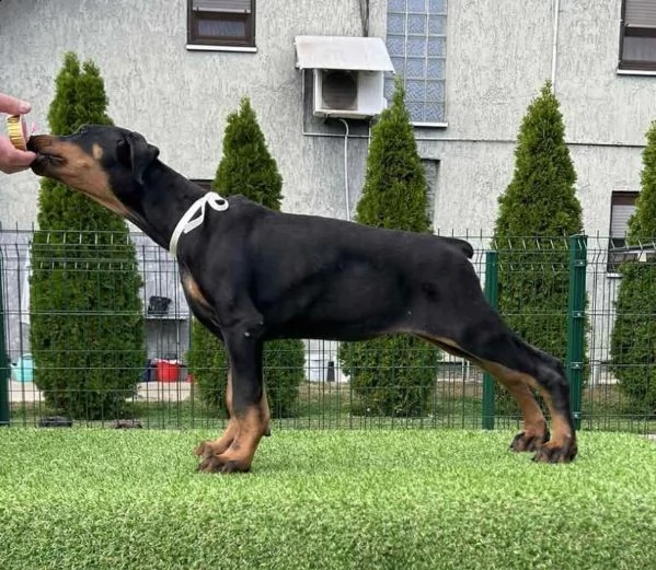 doberman cuccioli | Foto 4