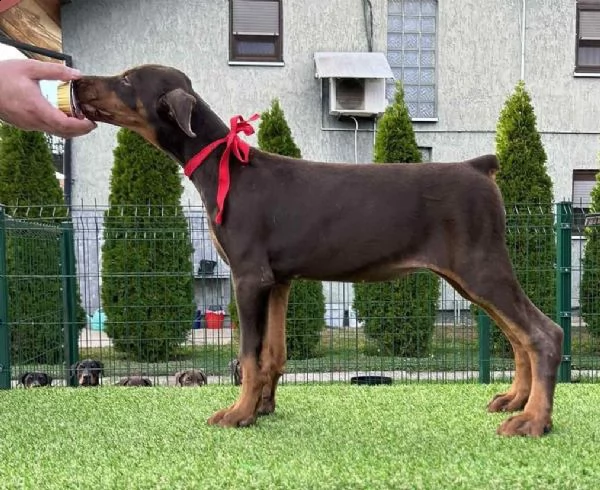 doberman cuccioli | Foto 3