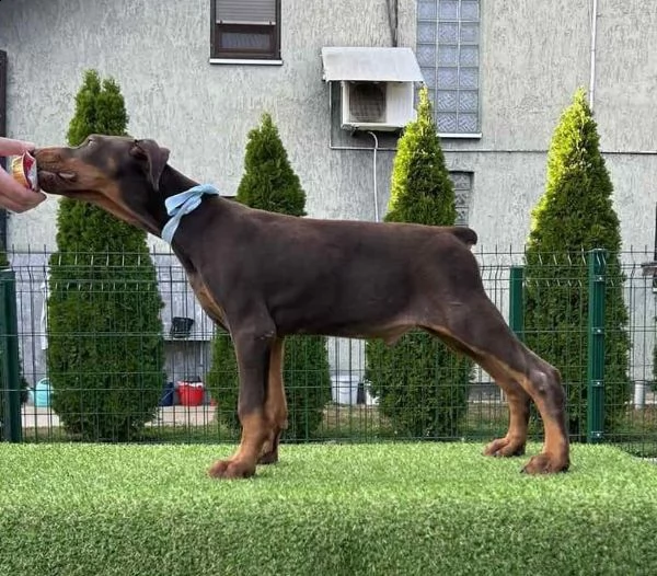doberman cuccioli | Foto 1
