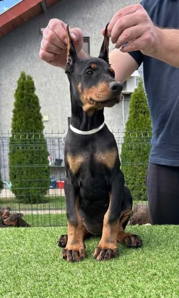 doberman cuccioli | Foto 0