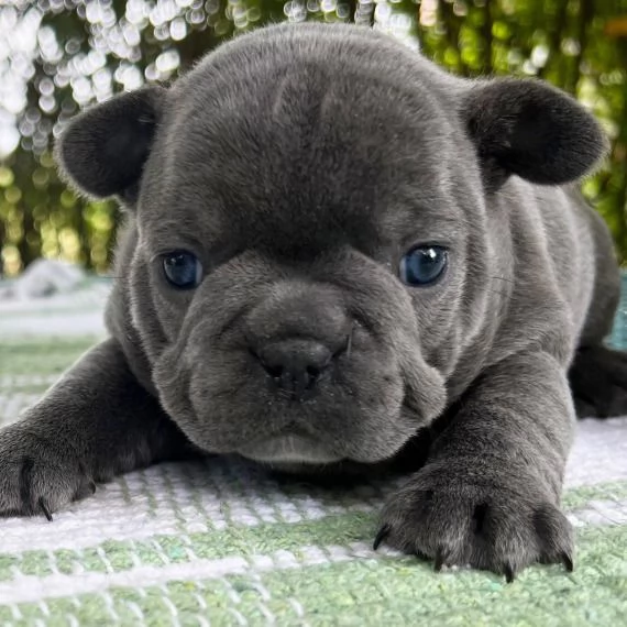 REGALO Cuccioli di Bulldog Francese 