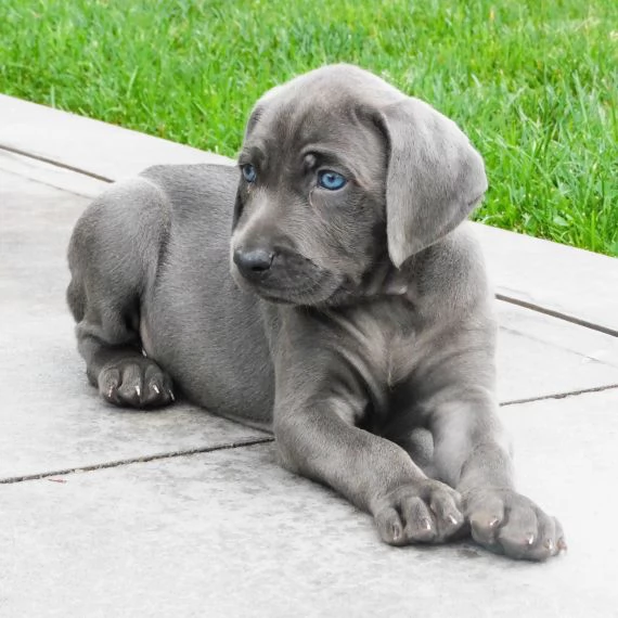 Regalo Cuccioli di Weimaraner