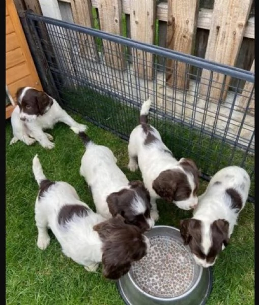 Regalo BELLISSIMI CUCCIOLI DI Springer Spaniel