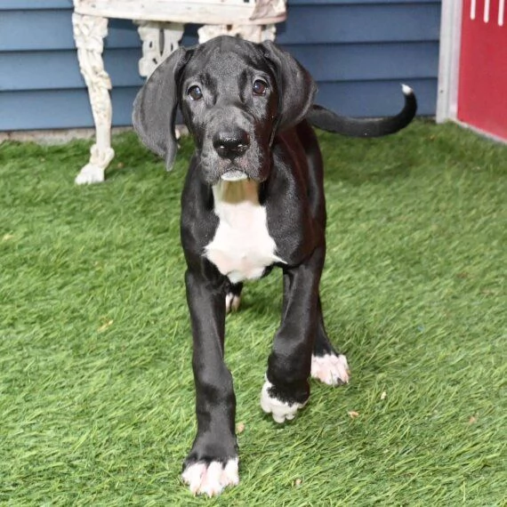 Regalo adorabili cuccioli Alano femminucce e maschietti disponibili