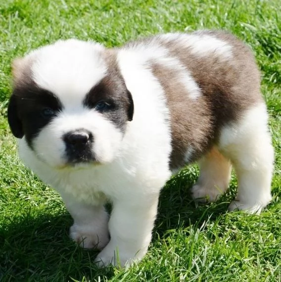 Regalo adorabili cuccioli san bernardo femminucce e maschietti disponibili