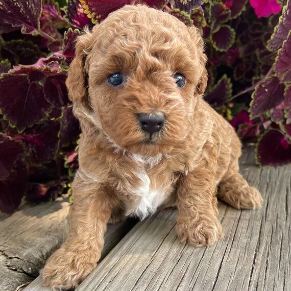 REGALO barboncino cuccioli