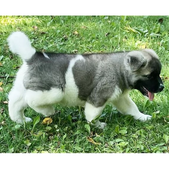 Regalo akita inu