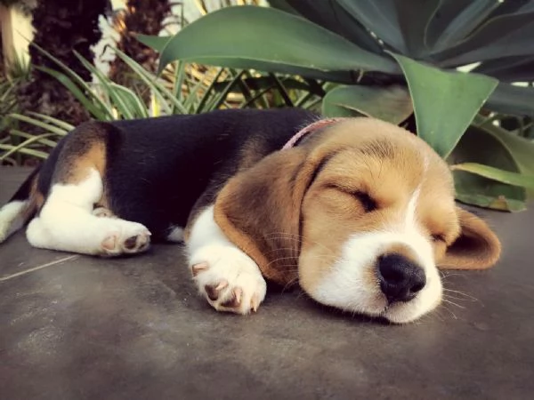 Beagle tricolore femminucce | Foto 2
