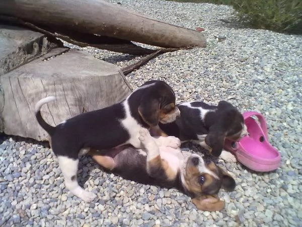 Beagle tricolore femminucce | Foto 1