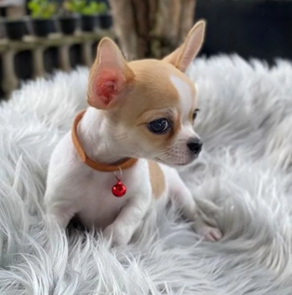 Chihuahua toy cuccioli | Foto 1
