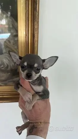 Chihuahua toy cuccioli | Foto 0