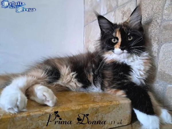 SPLENDIDE CUCCIOLE RAZZA MAINE COON | Foto 4