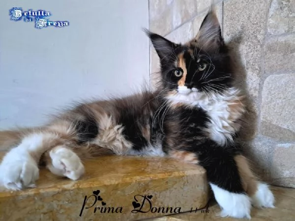 SPLENDIDE CUCCIOLE RAZZA MAINE COON | Foto 3