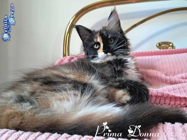 SPLENDIDE CUCCIOLE RAZZA MAINE COON | Foto 2
