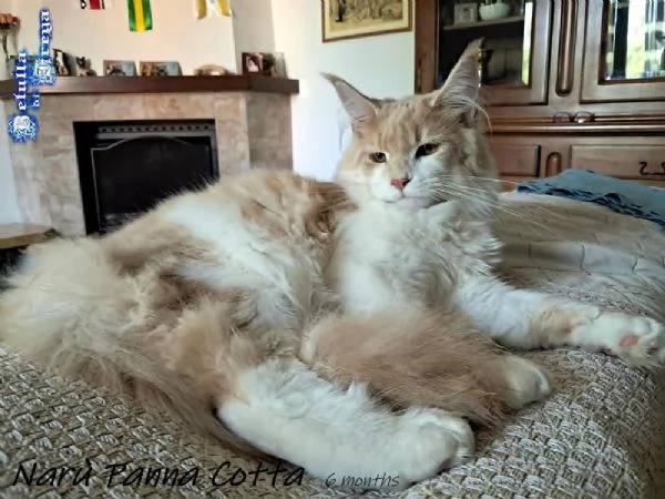 SPLENDIDE CUCCIOLE RAZZA MAINE COON