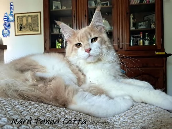 SPLENDIDE CUCCIOLE RAZZA MAINE COON | Foto 1