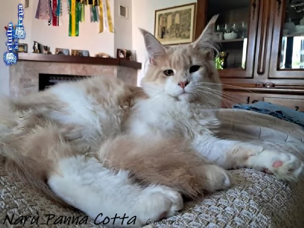 SPLENDIDE CUCCIOLE RAZZA MAINE COON | Foto 0