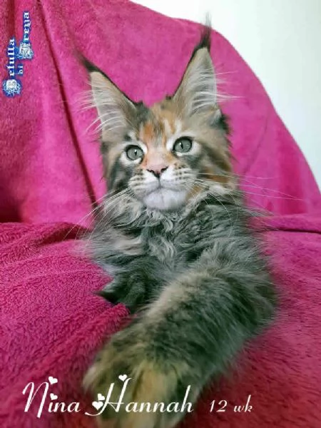 SPLENDIDA CUCCIOLA MAINE COON | Foto 2