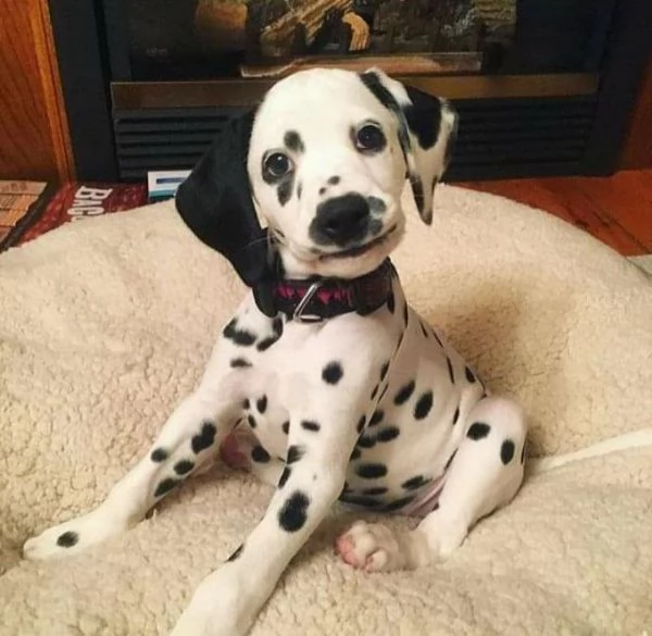 Cuccioli di Dalmata in adozione