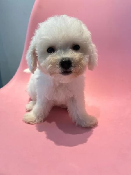 CUCCIOLI DI CANE BARBONCINO TOY | Foto 0