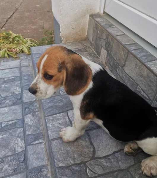Beagle bellissimi cuccioli