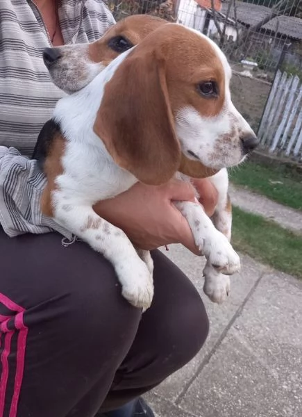 Beagle bellissimi cuccioli | Foto 5