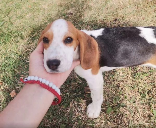Beagle bellissimi cuccioli | Foto 4