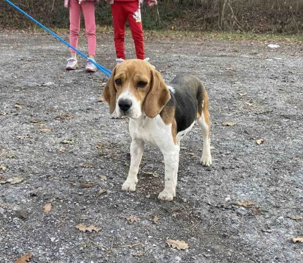 Beagle bellissimi cuccioli | Foto 3