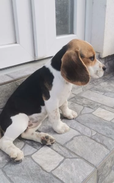 Beagle bellissimi cuccioli | Foto 1