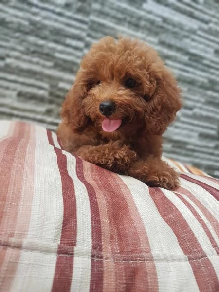 Cuccioli di barboncino