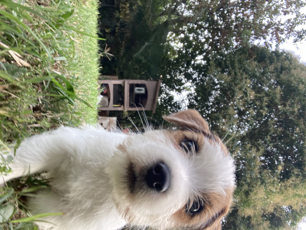 Jack russell terrier  | Foto 2