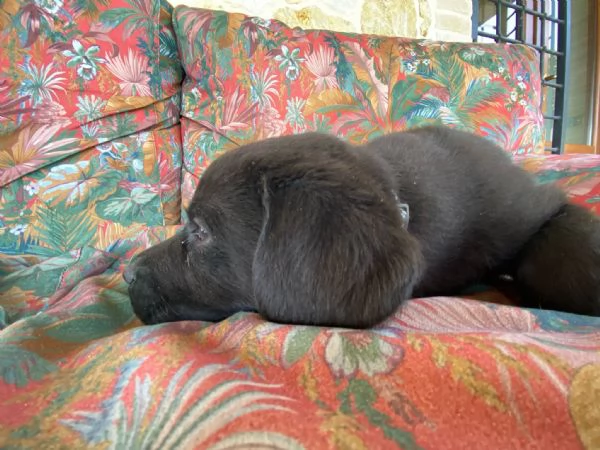 Cuccioli Labrador Retriever con Pedigree | Foto 5